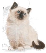 Royal Canin Kitten croquettes pour chatons