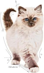Royal Canin Kitten croquettes pour chatons