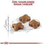 Royal Canin Kitten croquettes pour chatons